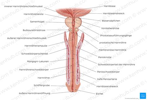 Aber in welchem alter konnten die tiere eigentlich fliegen? Prostata (Vorsteherdrüse) - Anatomie, Aufbau und Funktion ...