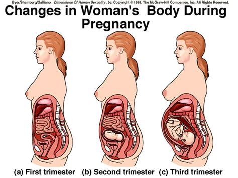 A woman's body undergoes many transformations during the nine months of pregnancy. Pin on Maternity