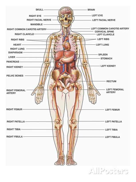 The body is supported and its internal parts protected by a strong yet flexible framework of bones called the skeleton. Female Human Body Systems Anatomy | MedicineBTG.com