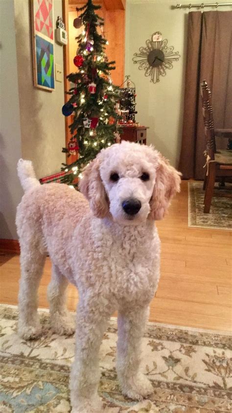 See more ideas about poodle, standard poodle, poodle dog. Poodle Doodle Keto / Low Carb Poodle Doodles (THM-S, Sugar ...
