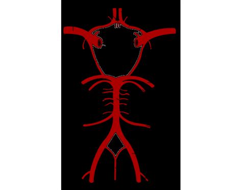 The circle of willis is the joining area of several arteries at the bottom (inferior) side of the brain. Circle of Willis Challenge