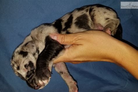 We have akc registered great dane puppies available for sale. Merle Male Akc Ef: Great Dane puppy for sale near Chicago ...