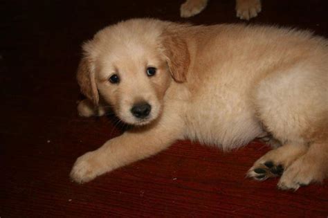 The sweet angel baby with puppy dog eyes. Golden Retriever Puppies for Sale in San Jose, California ...