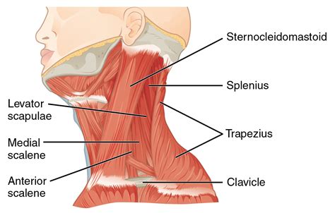 There are three main muscles in your shoulder: MIO Therapy | Neck Spasm Guide