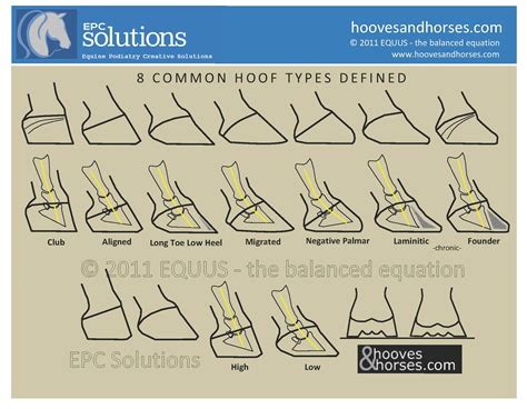 Learn more from boston children's hospital. 8 Hoof Types Explained