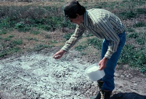 Potatoes that are grown in higher ph if your soil is acid, increase its ph by adding limestone or wood ashes. Fireplace Ashes on Your Soil