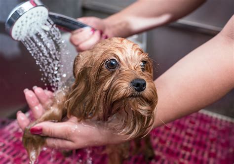 See more ideas about pet washing station, dog washing station, dog wash. Outstanding Dog Shower Ideas & Pet Washing Stations | Home ...