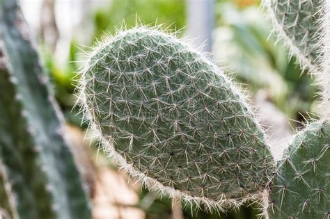Huge collection, amazing choice, 100+ million high quality, affordable rf and rm images. Prickly pear detail stock photo. Image of houseplant ...