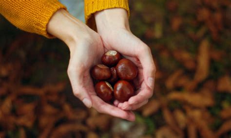 La diversità di sapore e consistenza rende i due frutti adatti a differenti tipi di. Castagne e marroni: le differenze e le caratteristiche