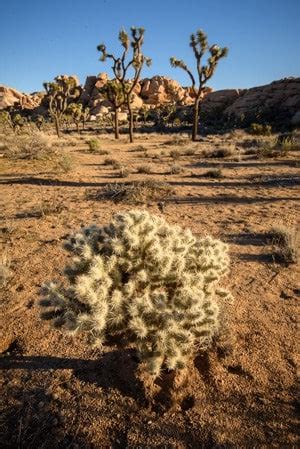 Cholla cactus in the barker dam area (© kevin d. Joshua Tree Photography Guide and Best Photo Spots ...