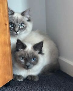 A truly 'bonded pair' honestly has a visible cadence that seems to control their every move and their every response to their environment. Female Purebred Ragdolls Bonded Pair | Cats & Kittens ...