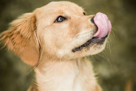 Come join the discussion about breeds, training, puppies, food reviews, service animals, and more. What It Means When a Dog Licks Its Lips