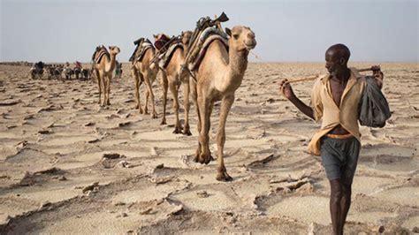 Its endurance as a beast of burden and as a. Food Movers: Beasts of Burden - Food+City