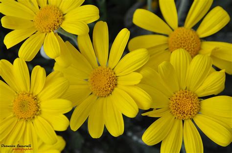 I fiori bianchi o gialli sono formati da lunghi petali (ligule) ovali che fanno da contorno ad un grosso bottone centrale di colore giallo carico composto da numerosi stami. Fiori Margherite Gialle - The Black And White Patterns