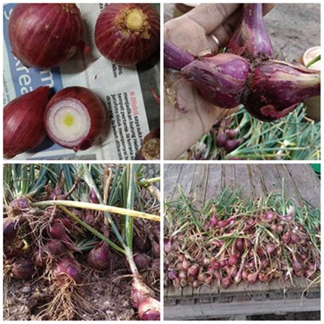 Tanam bibit bawang dengan kedalaman 5 cm. Cara Mudah Tanam Bawang Merah, Lebih Menjimatkan, Tak ...