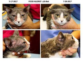 Affected cats may develop recurrent infections of both the skin and ears. Food Allergies in Cats | Veterinarian in MONTGOMERY, AL ...