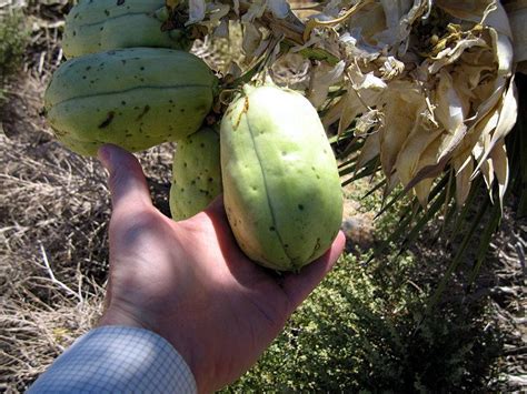 Instead i went to joshua tree national park for different wildflowers, casual climbing and art. 5 JOSHUA TREE Palm Tree Yucca Brevifolia White Flowers ...