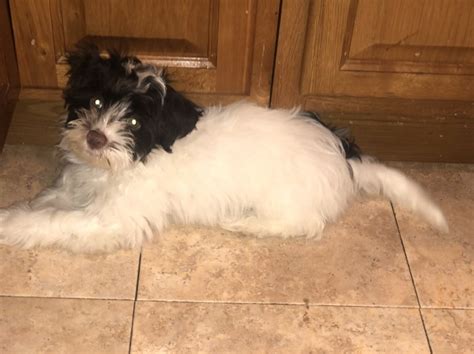 1,237 likes · 13 talking about this. Havanese puppy dog for sale in Teaneck, New Jersey