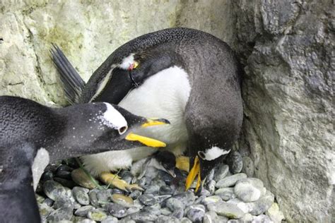 Gentoo eggs and chicks, however, are vulnerable to birds of prey. Penguins Are a Perfect Present for Moody Gardens - ZooBorns