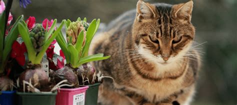 It's by no means comprehensive, so if you have pets check out (and. Are Roses Poisonous to Cats? Your Questions Answered | ABC ...
