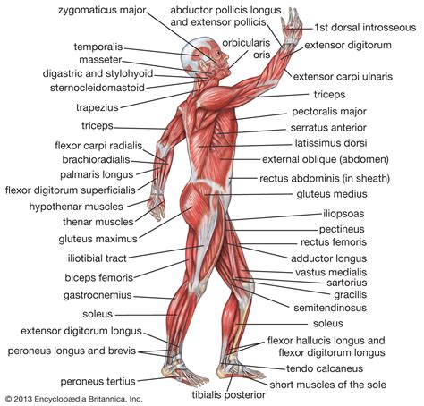 The human muscles, seen from the front. human muscle system | Functions, Diagram, & Facts | Britannica