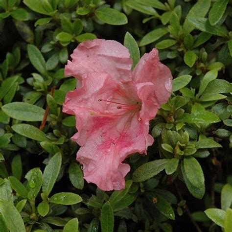 Gumpo pink dwarf azalea gumpo pink ( satsuki hybrid ) late season bloomer. Azalea Gumpo Salmon - 1.25ltr - Greenleaf Nurseries