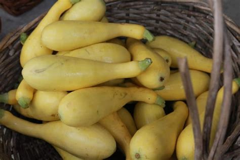 Find the perfect yellow squash stock photos and editorial news pictures from getty images. Growing Squash Seedlings & What to Do Now They've Sprouted