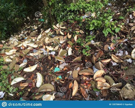 Malaysia's durian plantations covered 72,000 hectares last year but the area under cultivation is growing, the department said, and in some areas plantations growing palm oil are switching to durian because it is seen as more lucrative. Malaysia Penang Durian Farm Plantation Trash Graveyard ...