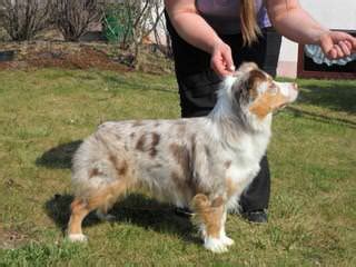 Australian shepherd · minneapolis, mn. Dog Breeders in South Dakota / Puppies For Sale in South ...