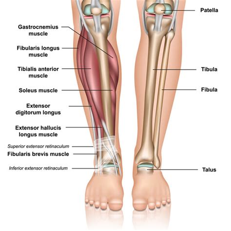 They connect bone to bone, give your joints support, and limit. Left Leg Ligaments / SMRT: Lower Leg & Foot - MASSAGE ...