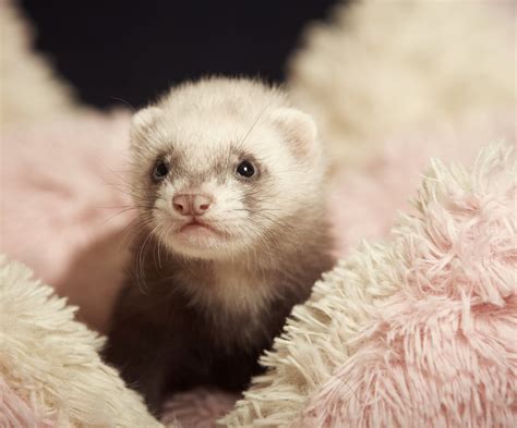 Are Ferrets Good Pets For Kids? - crfamilypets