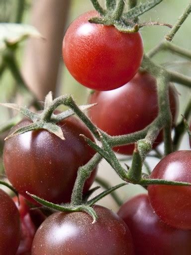 Beautiful color and i hear they are incredibly sweet. Chocolate Cherry Tomato Seed | Redemption Seeds