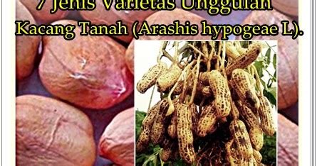 Check spelling or type a new query. 7 Jenis Varietas Unggulan Kacang Tanah (Arachis hypogeae L ...