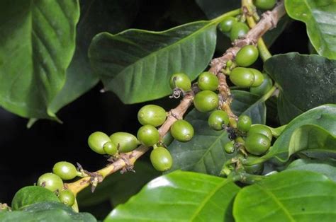 Bei leuten, die nur einmal im monat kaffee trinken. Natürlich Gesund: Grüner Kaffee - unterstützt die ...