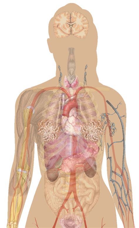 Muscles of the torso & upper arm. Female Upper Torso Anatomy / Human Female Internal Organs ...