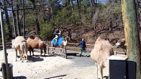 This ticket grants you access to all of the additional experiences at the zoo, which someone in your party will inevitably want to check out. Noada on the Camel ride at the Bronx Zoo - YouTube