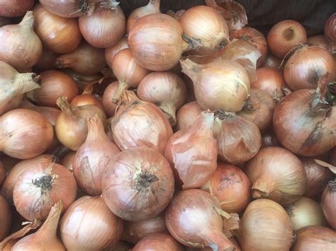 ea, Yellow Onions | Full Farm CSA