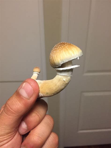 Picked!!! : shrooms