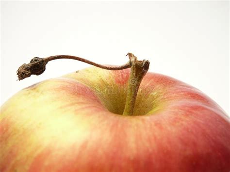 Donne ermafrodite trans vecchi travestiti asiatici. Amore del Kiwifruit fotografia stock. Immagine di peloso ...