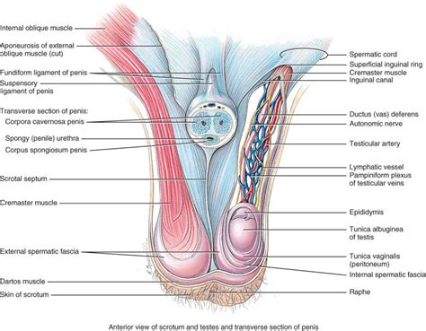 Testicular artery, deferential artery, cremasteric artery * nerves: spermatic cord contents + some | Medical knowledge ...