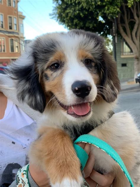 Mar 21, 2021 · miniature australian shepherds are compact versions of the standard australian shepherd. Dog of the Day: Dill the Miniature Australian Shepherd ...