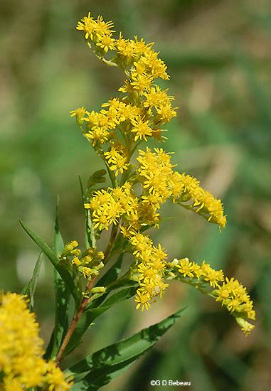 This code is composed of a hexadecimal da red (218/256), a a5 green (165/256) and a 20 blue component (32/256). Goldenrod Flower Drawing at GetDrawings | Free download