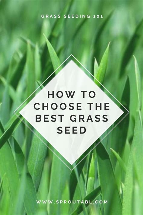 Aerate your lawn to allow better water and nutrient absorption. All the basics of lawn care in 2020 | Best grass seed, Grass seed, Overseeding