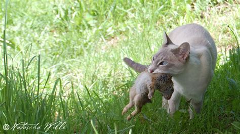 Feeding a stray cat also protects the wildlife in your area, since all those birds and critters will fall prey to the kitty's. Les premiers pas dans le cru - Raw feeding - Prey Model ...