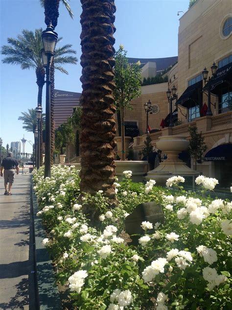 See 34,574 reviews, articles, and 23,323 photos of the strip, ranked no.6 on tripadvisor among 462 attractions in las vegas. Amy's Creative Pursuits: The Flowers and Gardens of Las Vegas