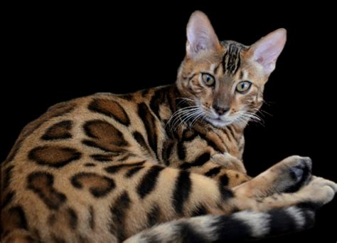 Bengal cats can be housed like any domesticated cat, meaning they can be allowed free range of the owner's house. Colorado Bengal Kittens for Sale -Utah Bengal Kittens For Sale