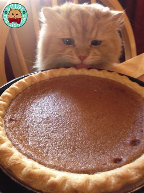 Canned pumpkin puree is actually squash. Luigi the Lion Cat Loves Pumpkin Pie