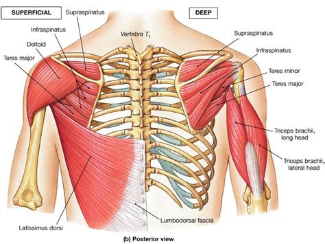 The shoulder muscles can be classified into extrinsic and intrinsic categories. Give 'em the Heater - The Xplosive experience