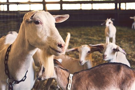 Dimana ada kemahuan, disitu ada jalan. Macam Mana Nak Mulakan Penternakan Kambing - Kerjaya Kerajaan