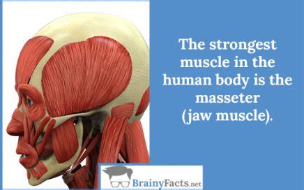 Ryan wonders, whats the strongest muscle in your body thanks for wondering with us, ryan! Body Facts : Excessive body hair | did you know